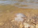 В Азовском море ветром надуло медуз-корнеротов