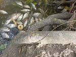 Ростовчане сообщают о массовой гибели рыбы в водоеме городского зоопарка