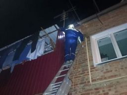 Котенка и щенка спасли из ловушек в Ростовской области