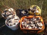 Грибник из Ростова рассказал вкусные рецепты приготовления грибов