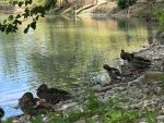 В Ростове сезон охоты на водоплавающую дичь начнется с 12 октября