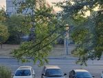 В Ростове на Добровольского может упасть аварийное дерево