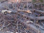 В Ростове на Клубной уже вторую неделю лежат огромные ветки