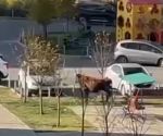 В Ростовской области во двор многоэтажки забрела корова