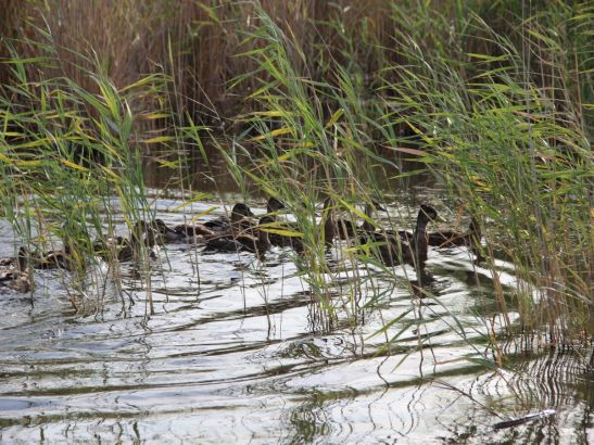 В Ростовской области начинающих охотников обязали сдавать экзамен