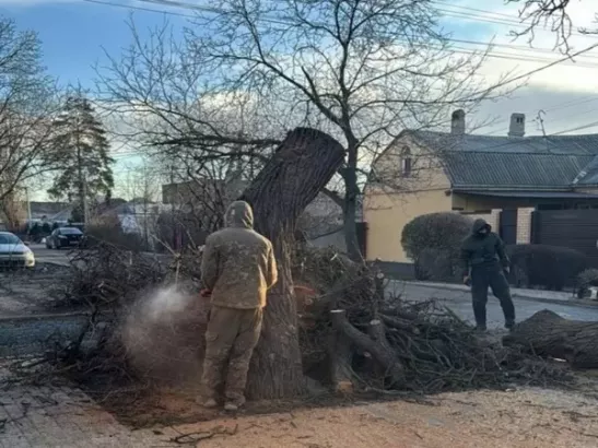 В Ростове на Днепростроевской спилили дерево, повисшее на проводах