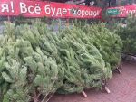 Во сколько обойдется новогодняя живая елка в Ростове