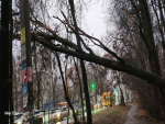 В Ростове огромное дерево повисло на проводах на Киргизской улице