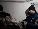 В Ростовской области спасатели вытащили на берег лебедя, примерзшего ко льду