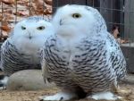 В Южном парке «Малинки» поселилась полярная сова