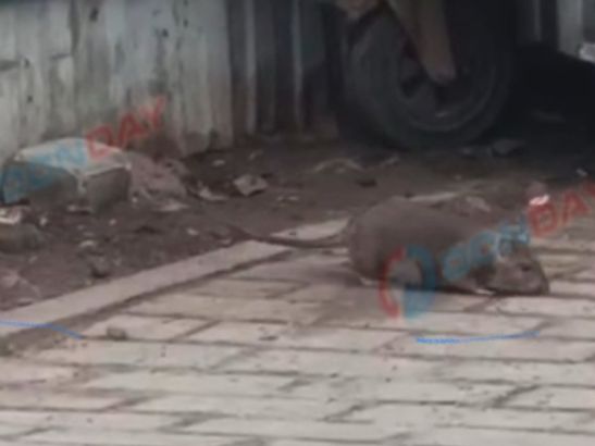 В Ростове жители ЖК «Акварель» пожаловались на крыс, которые бегают рядом с мусорными жбанами