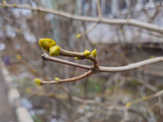 В середине зимы в Волгодонске у сирени набухли почки
