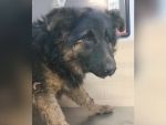Ветеринары в Ростовской области спасли щенка овчарки со сломанной челюстью