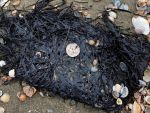 На побережье Азовского моря нашли фракции нефтепродуктов