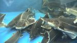 В Азовском море сократилось разнообразие видов рыб