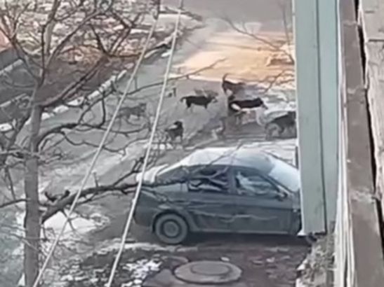 Жители Зверево пожаловались на стаю бродячих собак у школы №5
