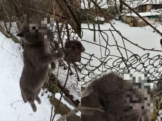 В Ростовской области живодер жестоко расправился с чужим котом
