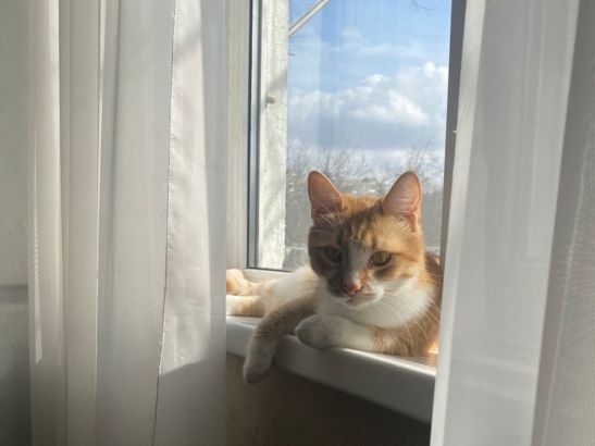 Ростовский ветеринар рассказал о сезонных болезнях питомцев