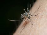 В донском регионе за год насчитывается более 20 случаев лихорадки Западного Нила