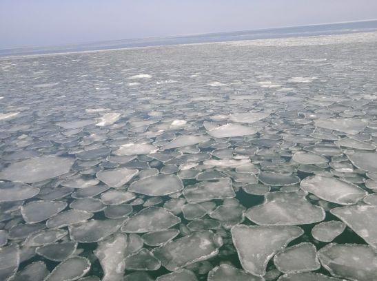 В Азовском море погибли часть планктона и медузы из-за обледенения
