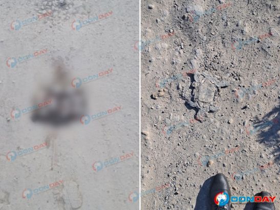 В Батайске автомобилисты неоднократно сбивали черепах у ручья Быстрого