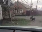 Жители поселка в Шахтах заметили на улице дикого кабана