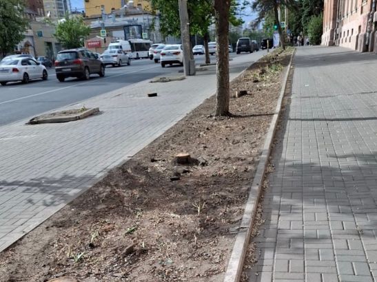 В Ростове на Буденновском рядом с бывшим ликеро-водочным заводом уничтожена аллея деревьев