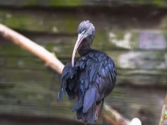 В Московский зоопарк из Южного парка "Малинки" приехали 8 особей пернатых