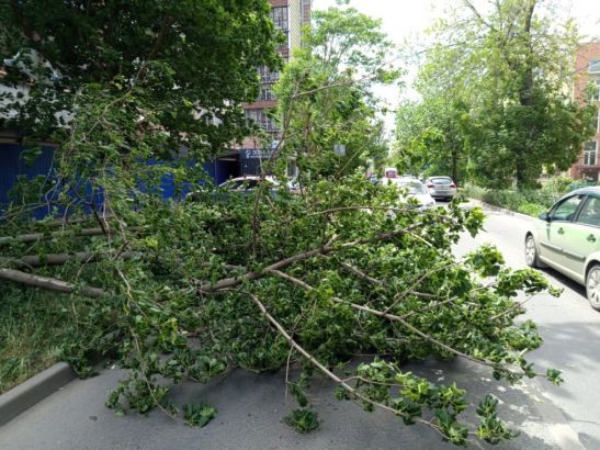 В Ростове в период сильного ветра упали 50 деревьев