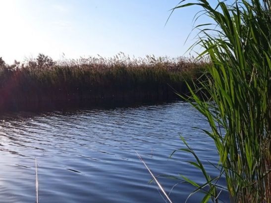 В Ростовской области повысился уровень солёности воды в реке Дон