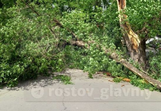 В Ростове дерево упало на семью из четырех человек