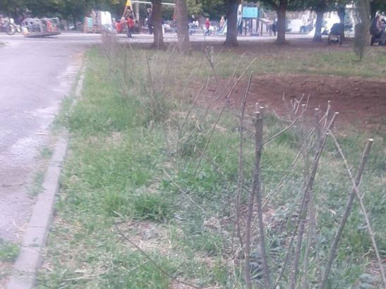 В Ростове засохли кустарники, высаженные в день древонасаждения год назад