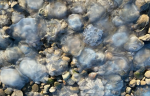 Ученые установили причины массового нашествия медуз в Азовском море