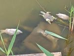 Минприроды Ростовской области прокомментировало ситуацию с мором рыбы и черепах в реке Койсуг