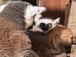 В парке «Лога» родился малыш кошачьего лемура