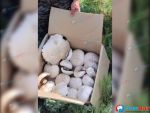 В Ростовской области грибник обнаружил гигантские шампиньоны