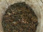 В Ростовской области браконьеры поймали почти полтысячи раков