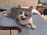 В Ростовской области спасают кота, получившего тяжелые повреждения челюсти и глаза