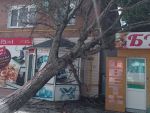 В Ростовской области на жилой дом обрушилось старое высохшее дерево