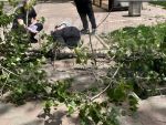 В Ростове на женщину рухнуло дерево
