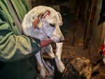 В Ростовской области врачи борются за жизнь собаки с травмами головы и таза