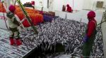 В 2025 году добыча биоресурсов в Азово-Черноморском бассейне выросла на треть