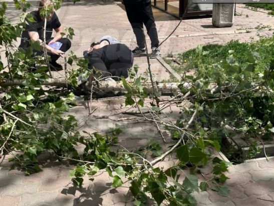 В Ростове на женщину рухнуло дерево