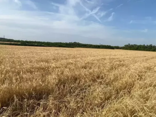 В Ростовской области почвенная засуха сохраняется в восьми районах