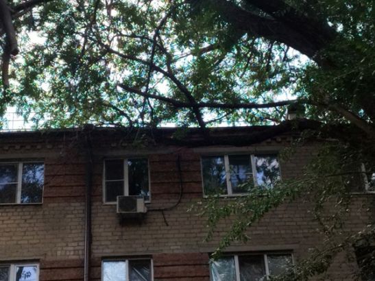 В центре Ростова в Соборном нависшие ветки угрожают жителям пятиэтажки