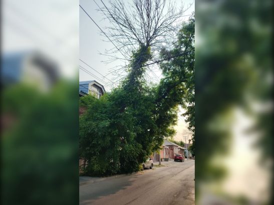В Ростове уже больше недели огромное дерево висит на проводах