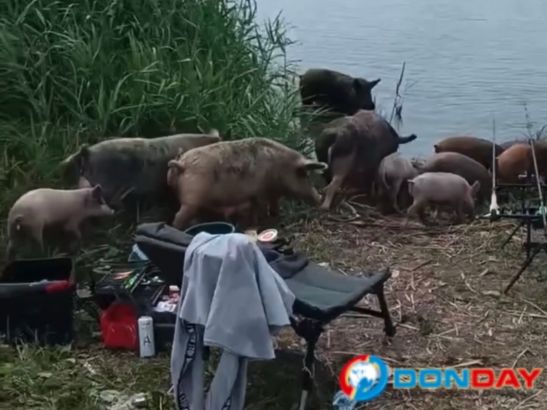 Стая кабанов составила компанию рыбаку на водоеме в Аксае