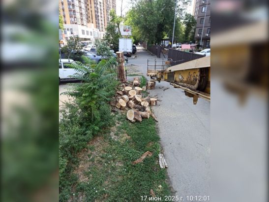 Нависшее дерево на проводах в Ростове спилили коммунальщики