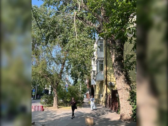 В центре Ростова над пешеходной дорожкой повисла большая ветка дерева