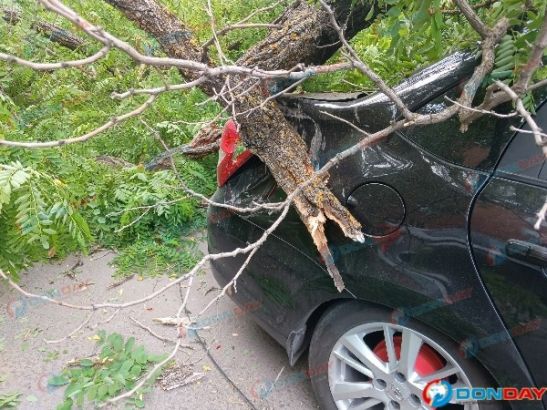 В Ростове на Ульяновской огромное дерево придавило две припаркованные машины